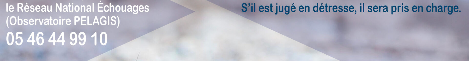 Un phoque sur la plage, c&rsquo;est normal !